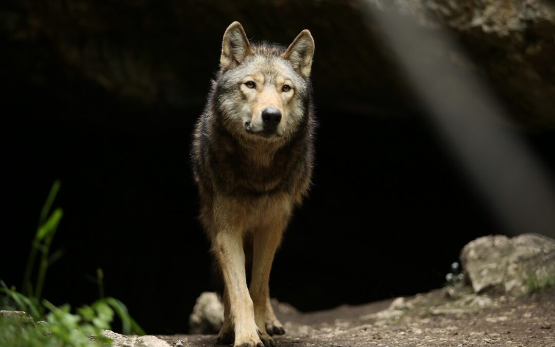 Almo Nature präsentiert „The Promise“ – der große Treueschwur zwischen Mensch und Wolf