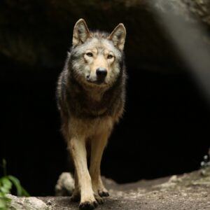 Almo Nature präsentiert „The Promise“ – der große Treueschwur zwischen Mensch und Wolf