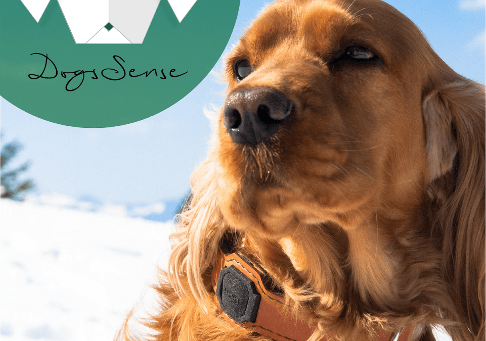 DogsSense Hund & Logo