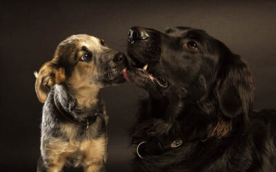 Maxx & Lucca – zwei Hunde mischen die Familie auf