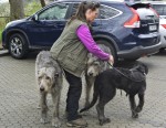 Bild1-Wolfshunde und Welpe