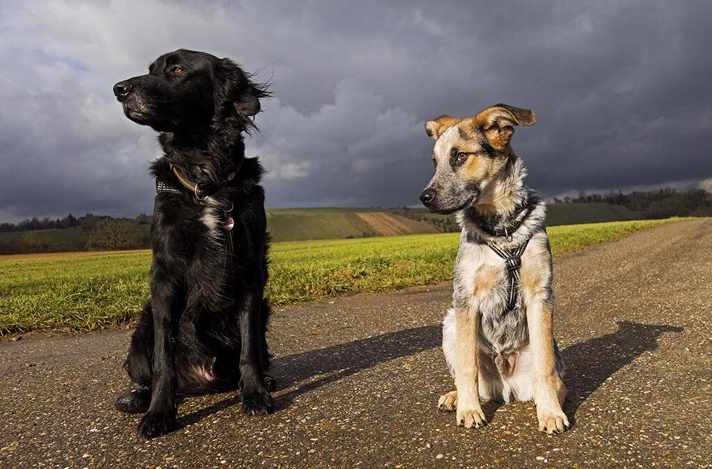 zwei Hunde vor stürmischer Wolkenkulisse