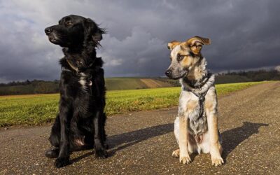 zwei Hunde vor stürmischer Wolkenkulisse