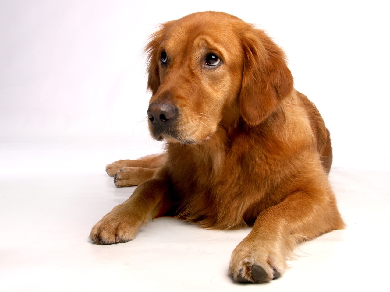 Der Golden Retriever ist ein Paradebeispiel für Hunderassen für Anfänger ; Quelle: MBurdich / Pixabay