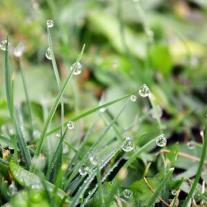 Wet, Grass
