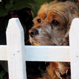Dog, Fence
