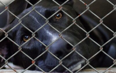 „Quo Vadis Canis?“ – Film gegen Tierquälerei