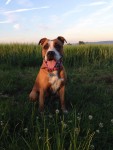 American Staffordshire Terrier