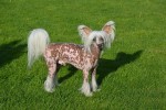 Chinese Crested Dog auf der Wiese