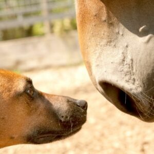 Treffen Hund und Pferd aufeinander…