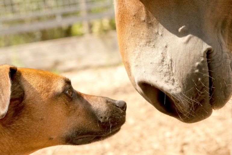 Treffen Hund und Pferd aufeinander… Issn� Rüde! Hunde News &amp; Dogstyle