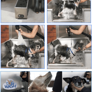 Sauberer Hund, glückliches Herrchen – das DogWash Gründerpotrait