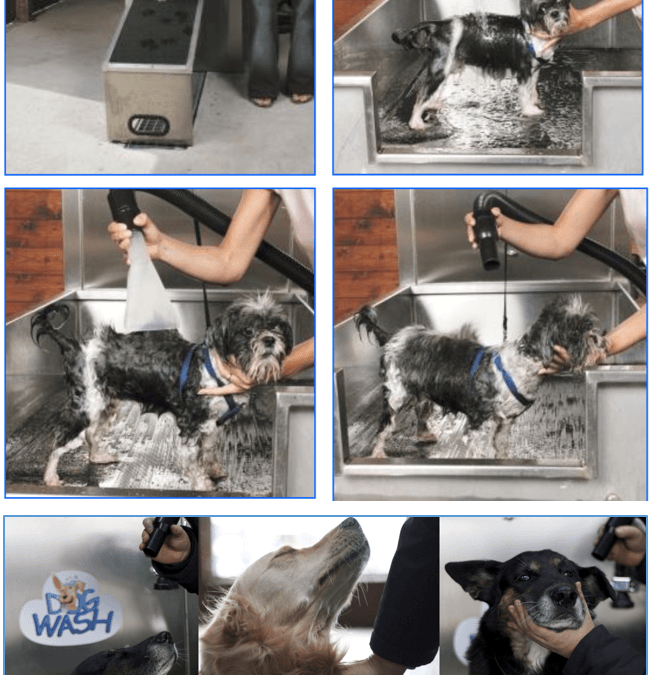 Sauberer Hund, glückliches Herrchen – das DogWash Gründerpotrait