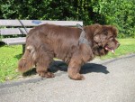 Brauner Neufundländer im Park