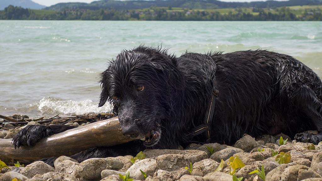 Hund am See kaut am Stöckchen