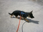 junger hund jerry