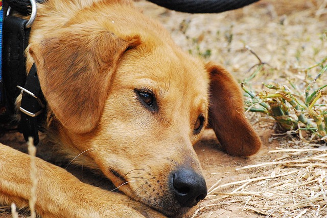 Sommerzeit: Leidenszeit für Hunde und Tierheime