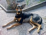 Django draussen im Garten