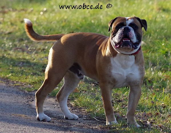 Vintage® English Bulldog am Strassenrand