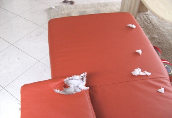 vom Hund angebissenes Sofa