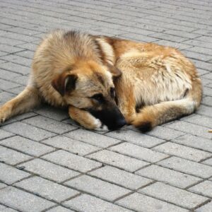 Dog, Homeless