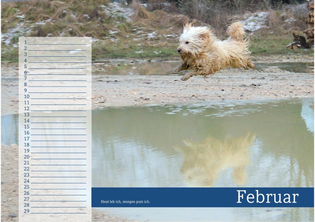 Februar - schmutziger Hund springt durch Wasserschlamm