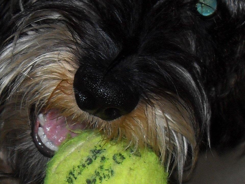 Hund mit Tennisball
