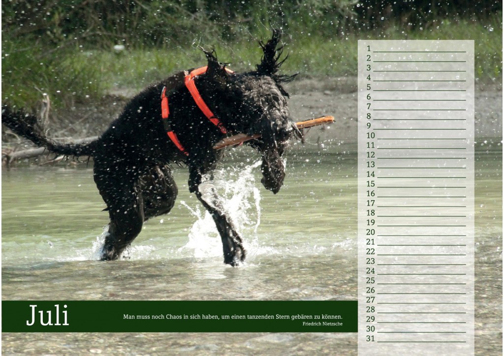 Hundekalender Juli - Hunde springt ins Wasser