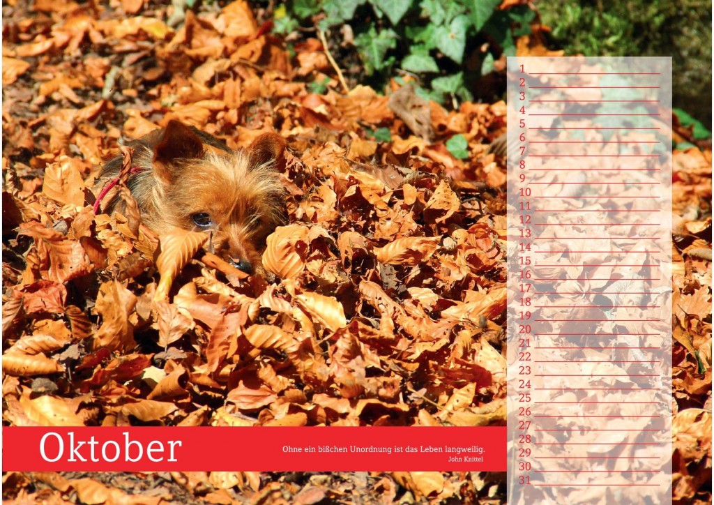 Oktober - Hund im Blätterberg