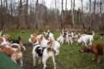 Peppi beim Hundetreffen