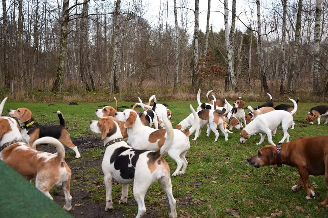 Peppi beim Hundetreffen