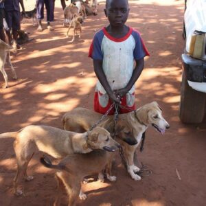 afrikanischer junge mit hunden