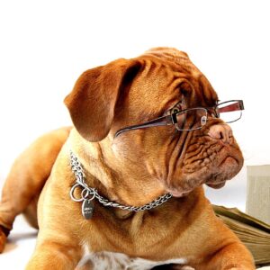 Dog, Glasses