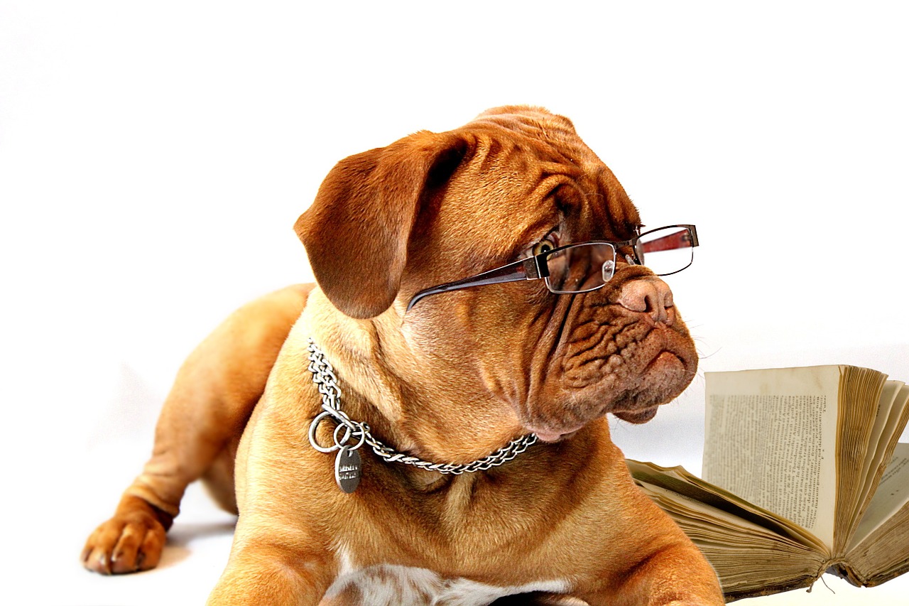 Dog, Glasses