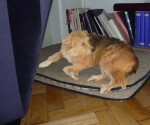 hund bonny im wohnzimmer