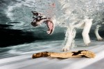 hund unter wasser taucht nach stöckchen