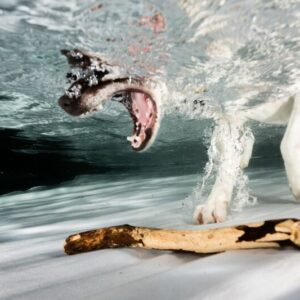 Hunde unter Wasser – Fotografie