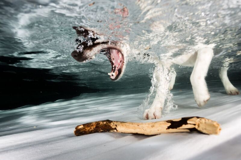 Hunde unter Wasser – Fotografie