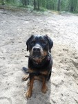 rottweiler am strand