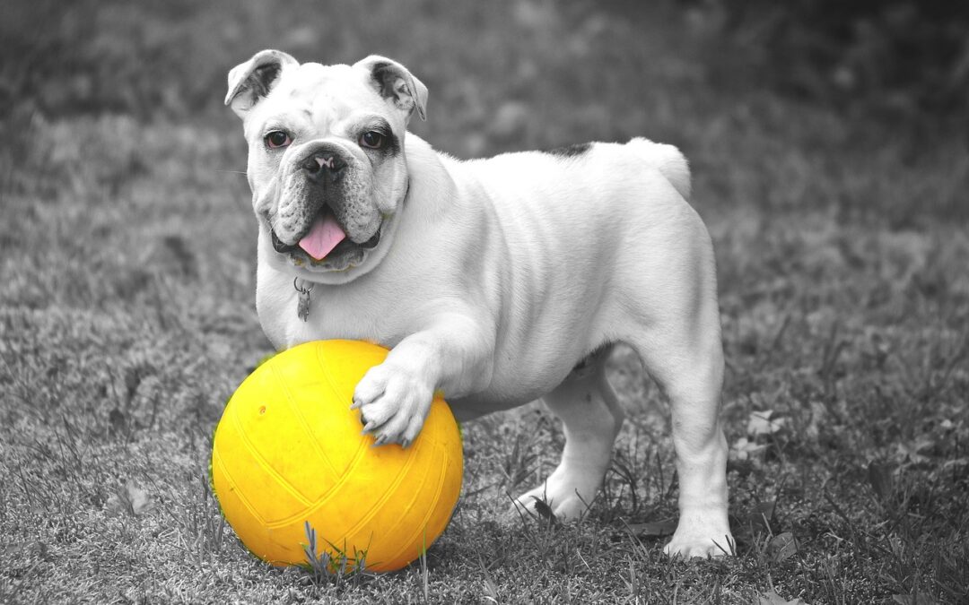 Hundespielzeug – das eigene Tier unterbewusst trainieren