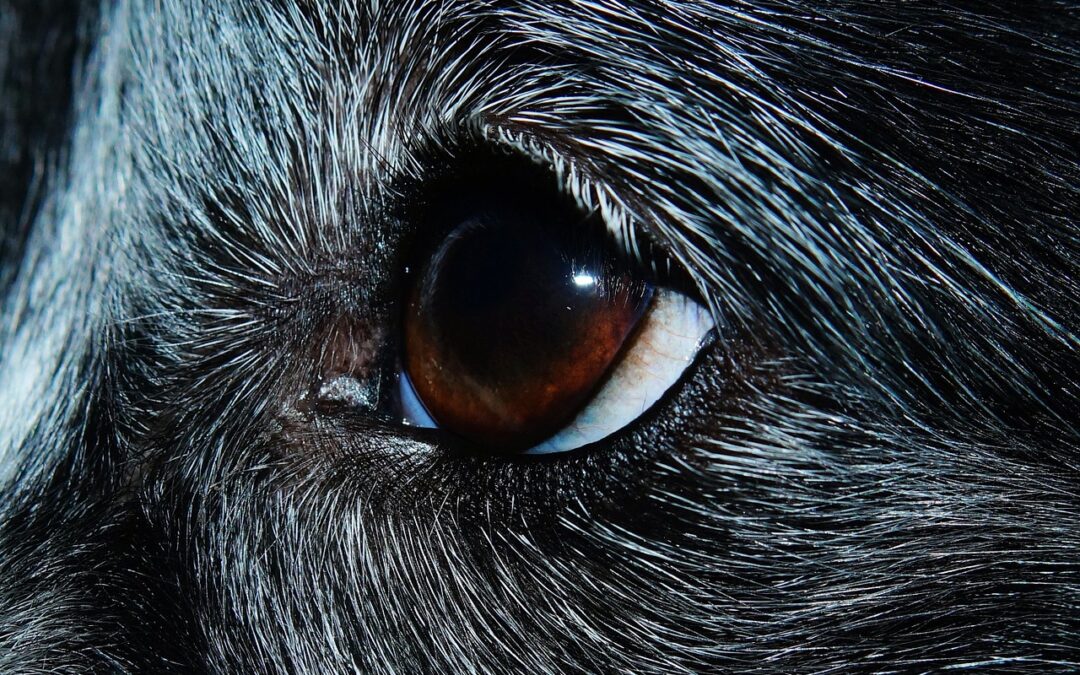 Seltene Hunderassen – Ein kurzer Überblick