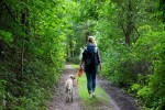 hund geht im wald gassi