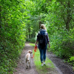 Der Waldspaziergang – Entspannung für Mensch, Hund & Waldbewohner?