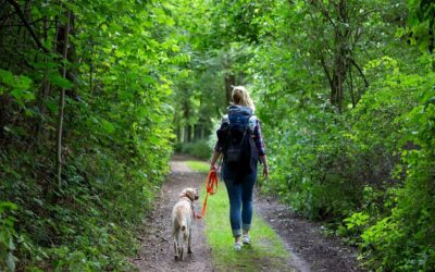 Der Waldspaziergang – Entspannung für Mensch, Hund & Waldbewohner?