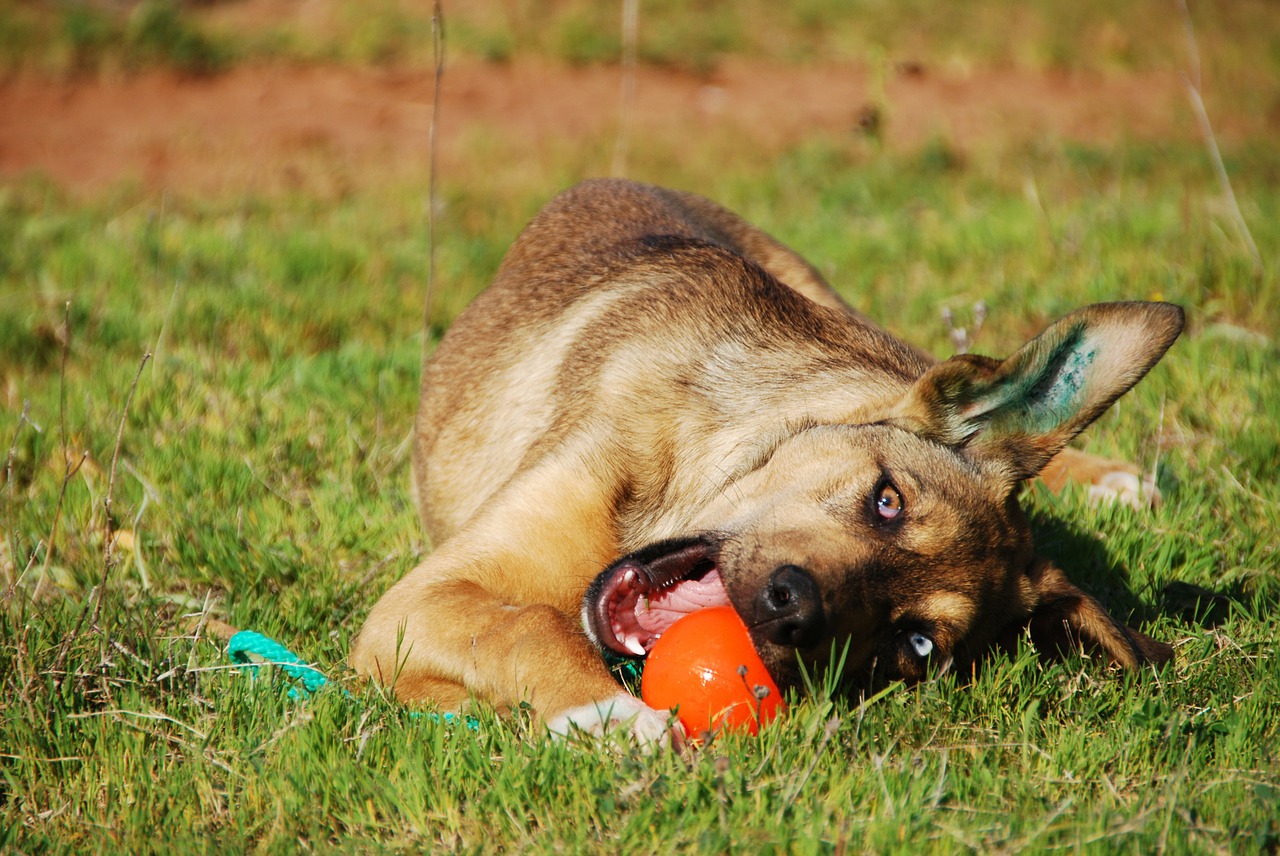 Hundespielzeug das Tier trainieren &amp; Spaß haben