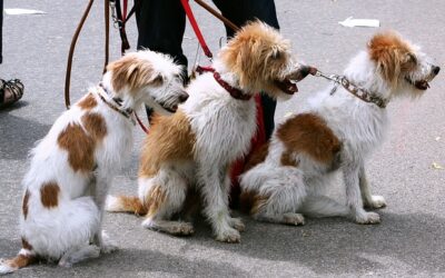 Hundesitter: in den USA ist der Beruf seit langer Zeit anerkannt