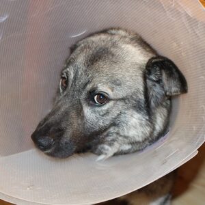Hunde OP Versicherung – wenn es dem Hund weh tut...