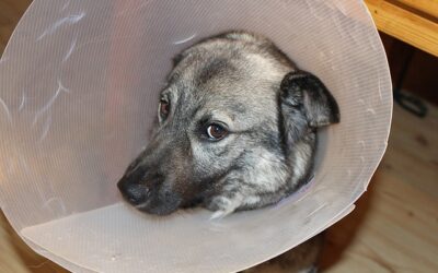 Hunde OP Versicherung – wenn es dem Hund weh tut…