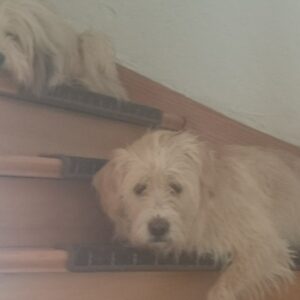 zwei Hunde auf der Treppe