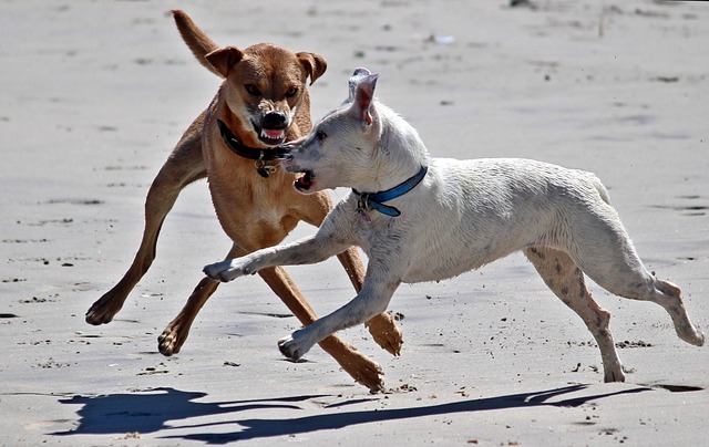 Die 3 größten Mythen über Hunde – Teil 2: Dominanz